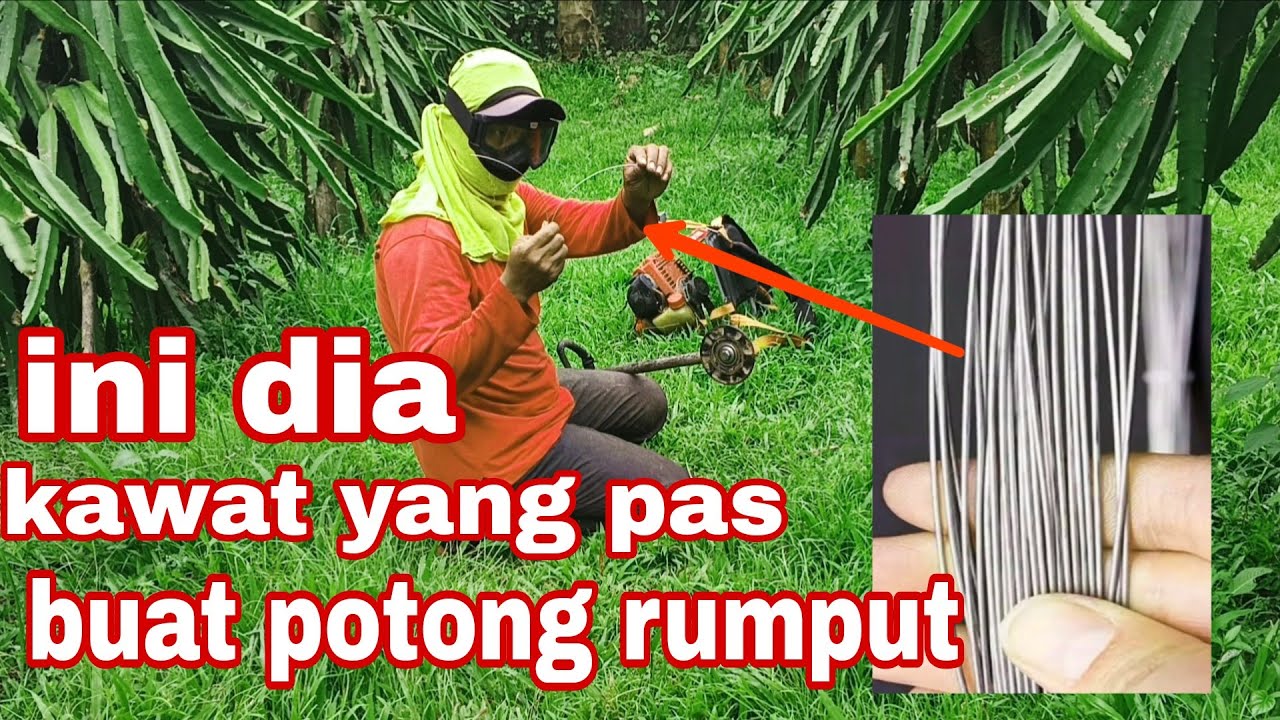 BARUPAS. POTONG RUMPUT PAKAI KAWAT NELAYAN