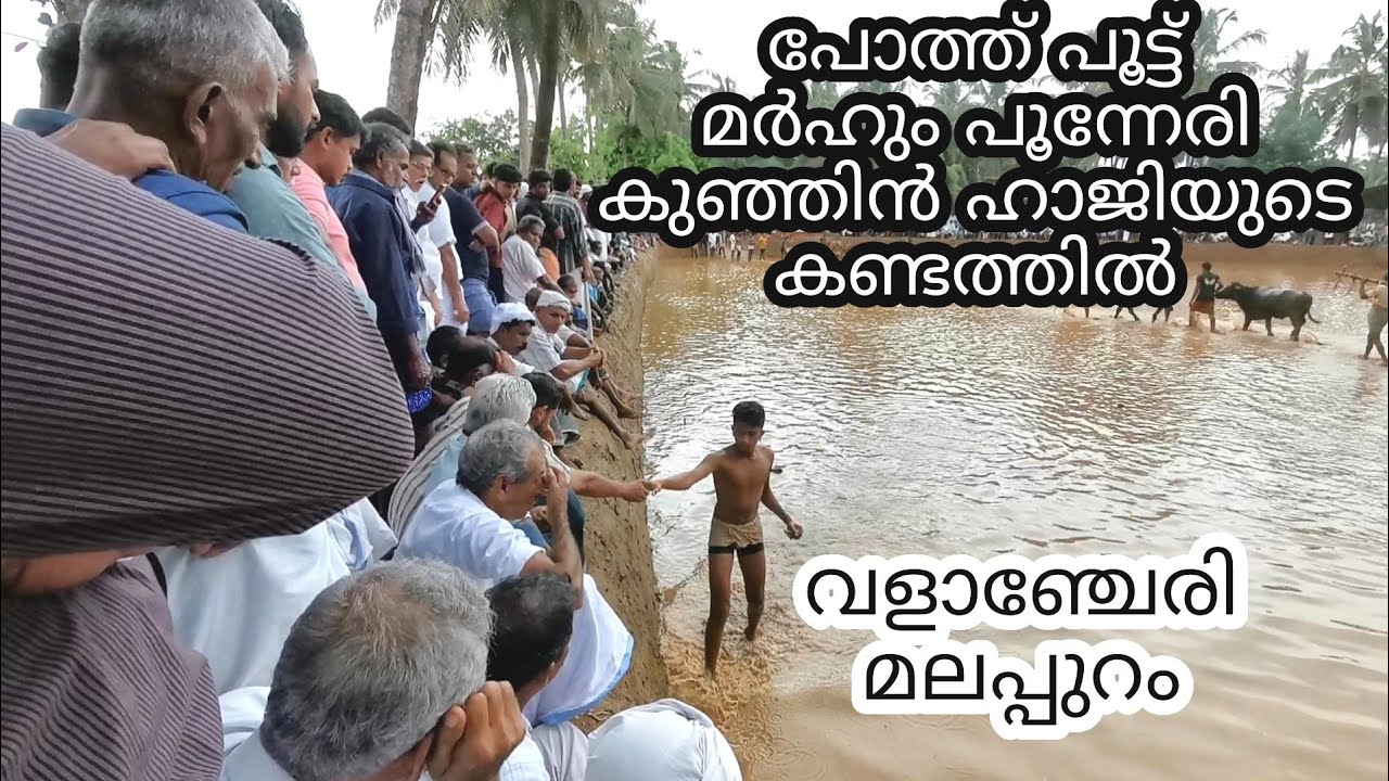 വളാഞ്ചേരി പോത്ത്പൂട്ട് മത്സരം