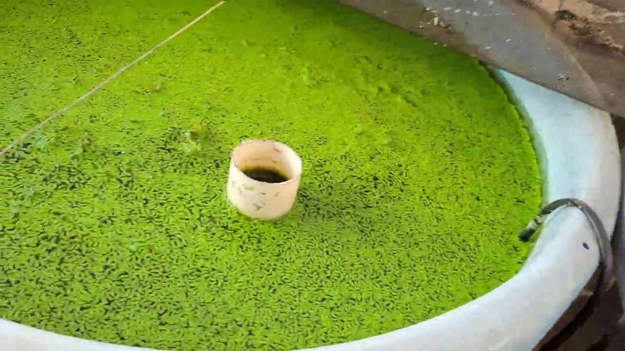 GUPPYS LINDOS TRATAMENTO PREVENTIVO DE INVERNO. APLICANDO A TERRAMICINA.  ÁGUA DE PEIXE. 🤠👍🦈🇧🇷