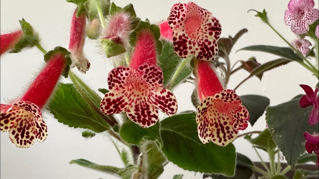 Kohleria çiçeklerime ne gübre veriyorum❓ #kohleria #çiçek #keşfet #keşfetteyiz