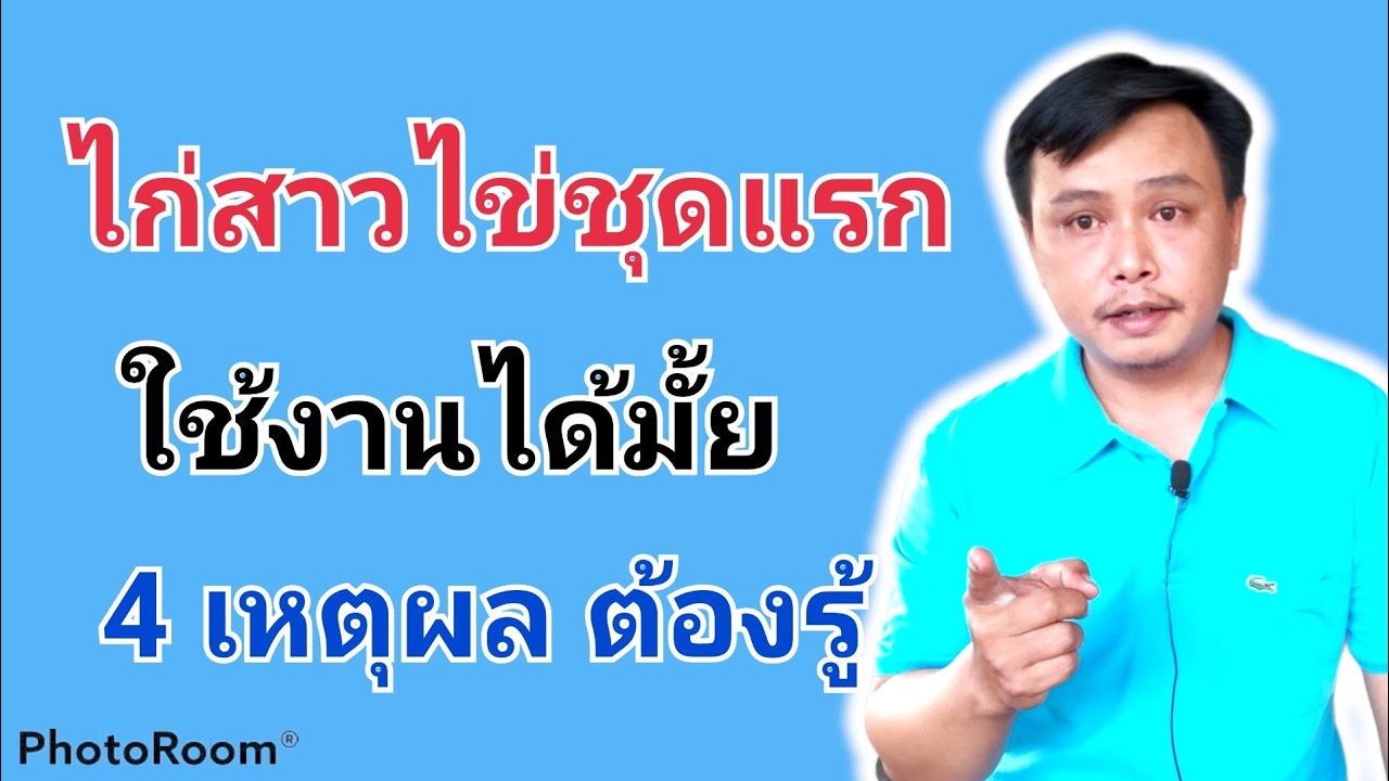 ไก่สาวไข่ชุดแรกใช้งานได้หรือไม่