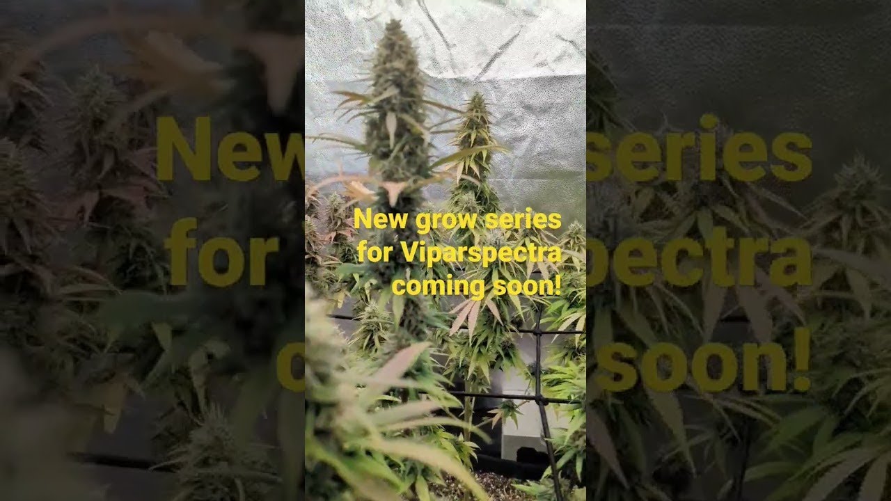 RuffHouse Studios New Grow Series Starting Soon featuring an awesome Viparspectra KS5000