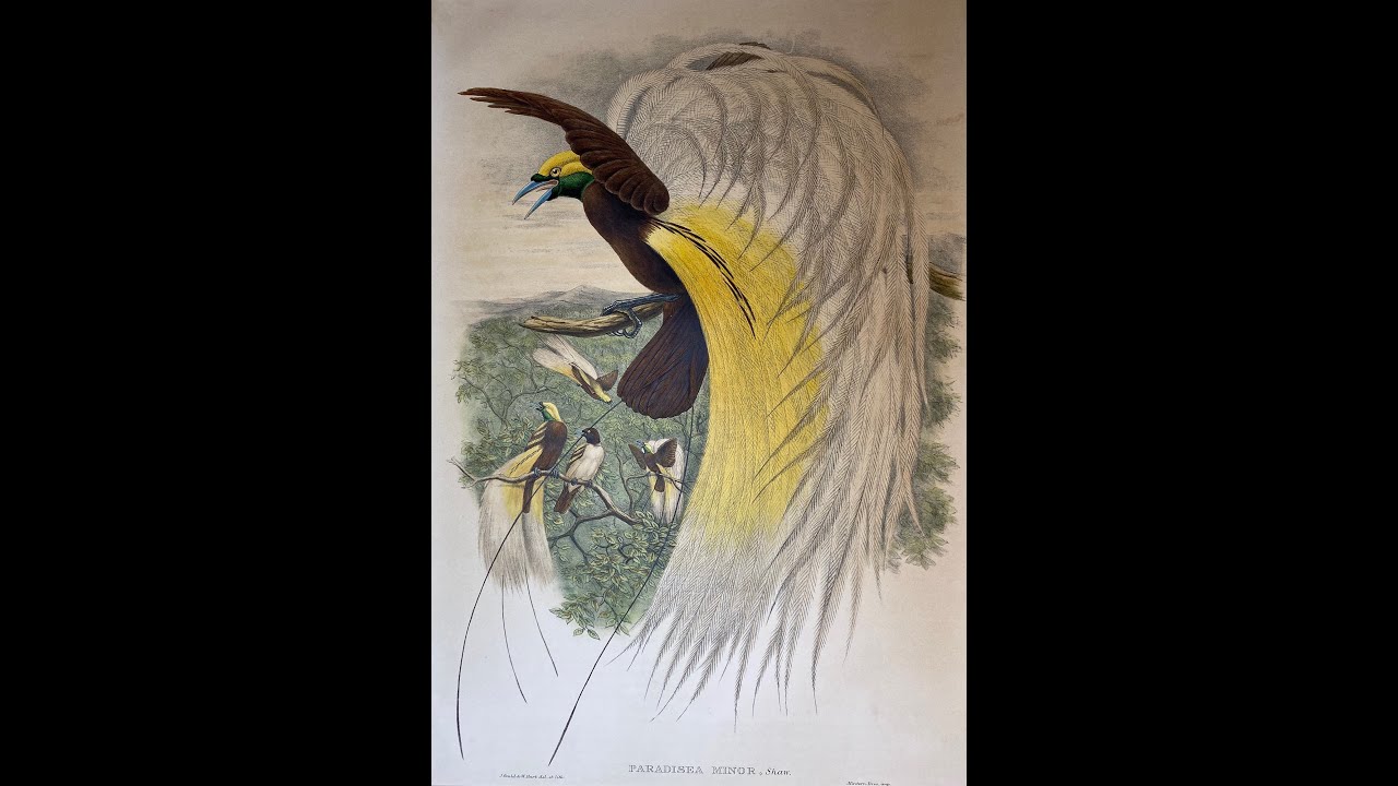 John Gould and his wife were two pioneers in the field of ornithology.