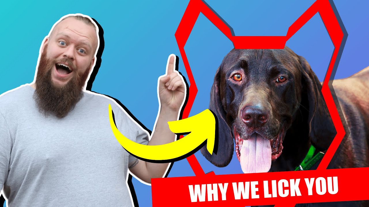 Why GERMAN SHORTHAIRED POINTER LICK You