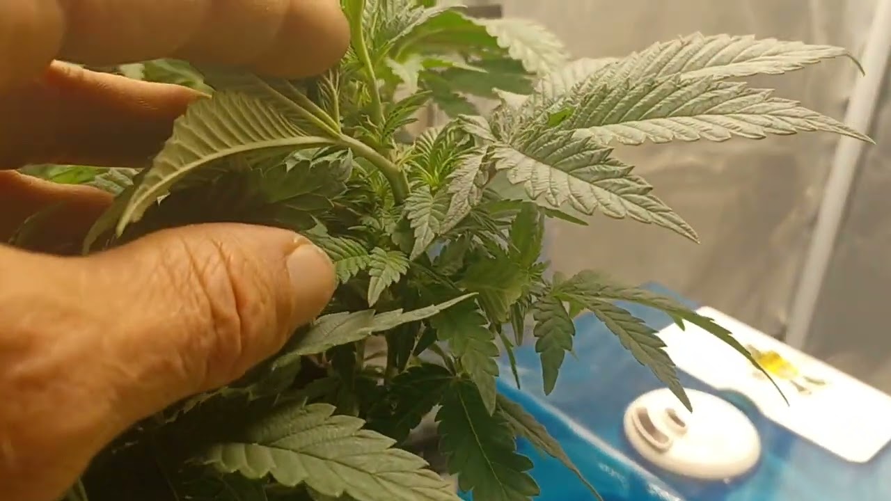 Fruity Pebbles OG / Blueberry Widow