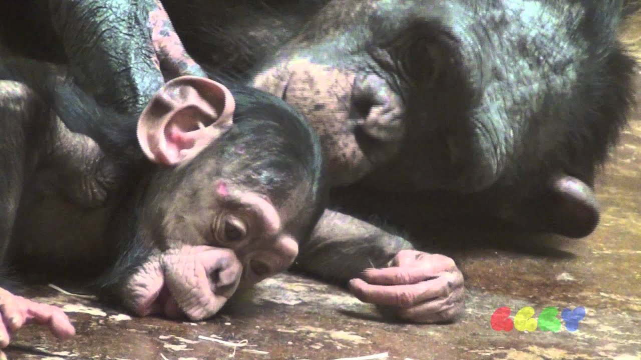 졸리는 아기 침팬지 ( Sleepy Baby Chimpanzee )