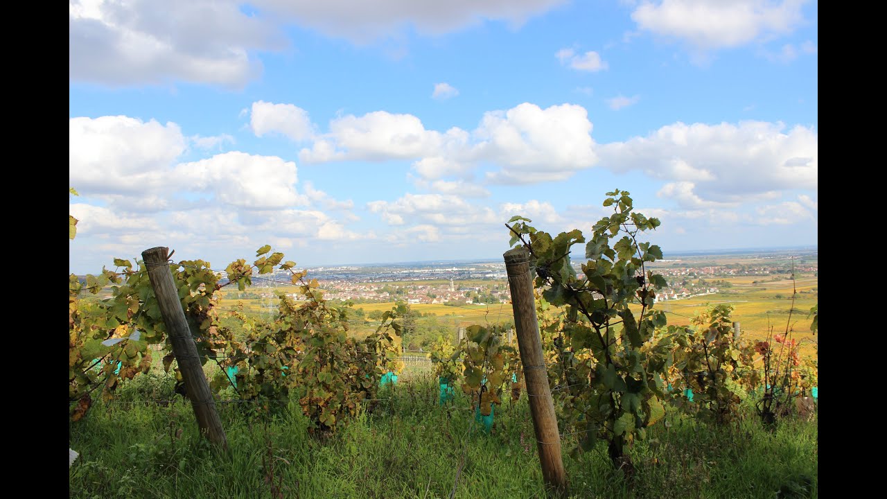 à la découverte des vins de Marsannay