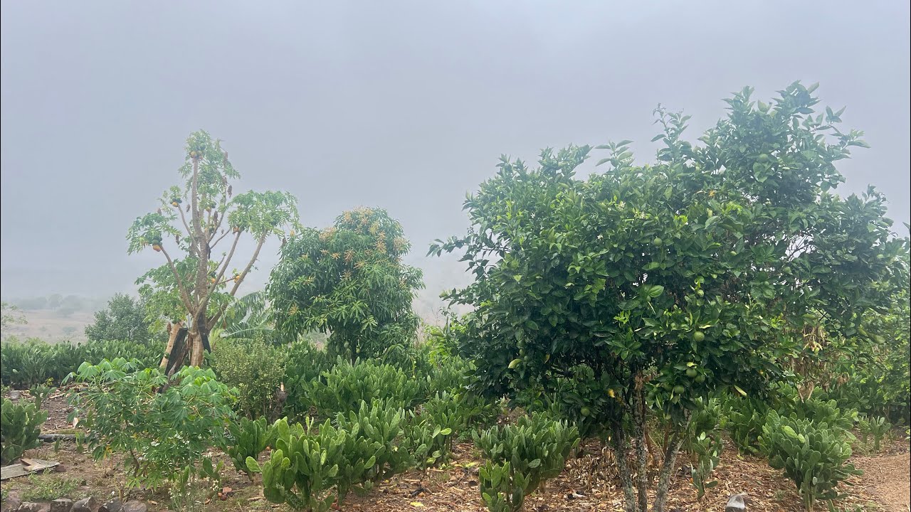 O VERDE JÁ ESTÁ VOLTANDO PARA A NOSSA PAISAGEM AQUI NO SÍTIO 