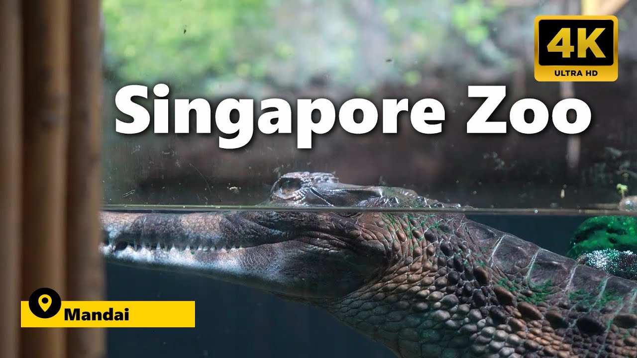 🦁Singapore Zoo Mandai Tour 🐒 | Must-Visit Wildlife Park 