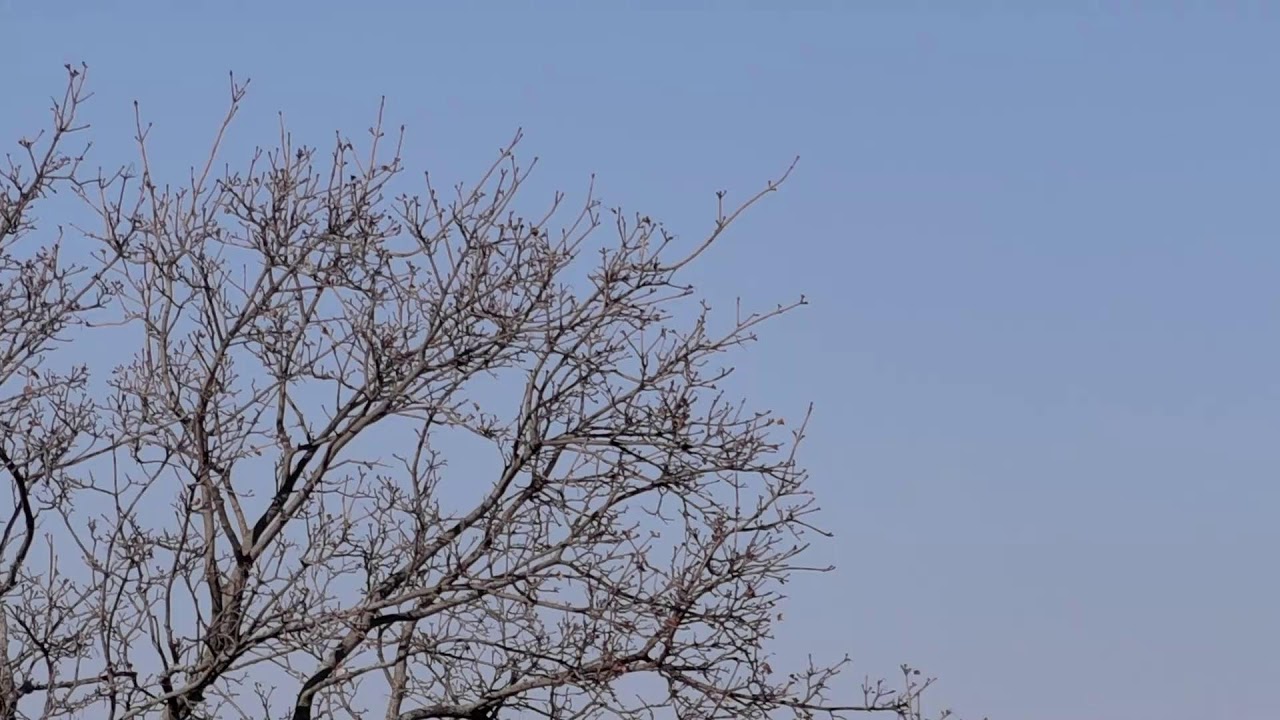 Birds On The Tree no B frames