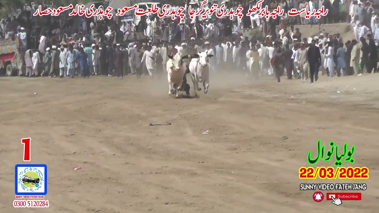 BullRrace In Pakistan (Bolianwal) 22 03 2022  NO1