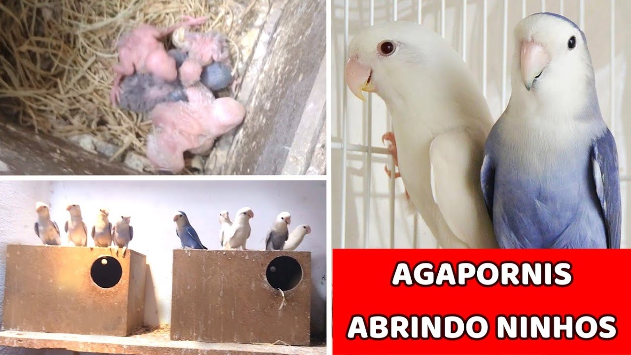 Abrindo os ninhos de Agapornis     #lovebirds #passaros