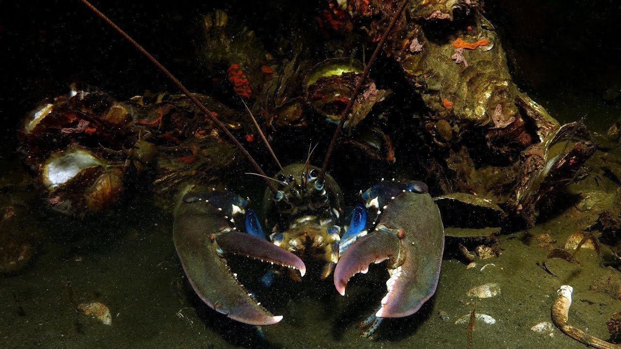Tauchen im Grevelinger Meer - Flora und Fauna im größten Salzwassersee Europas (Holland 2016)
