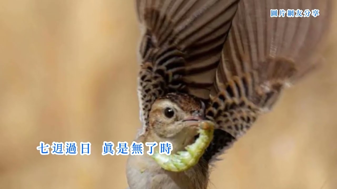 石喬(石橋)《後悔的𨑨迌人》(台語歌詞標誌字幕版)