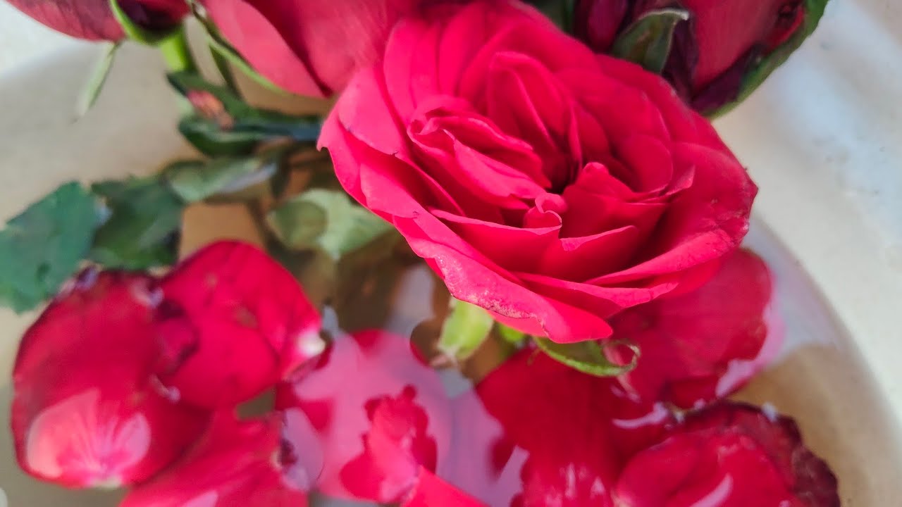गुलाब की कटिंग से 100% जड़ निकलने का तरीका 🌹 Rose Cutting Fast Roothing Method #varl 
