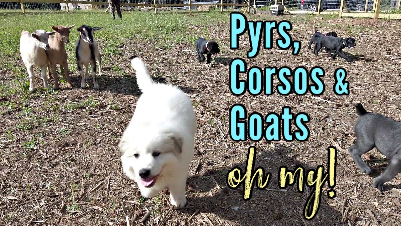 Great Pyrenees & Cane Corso pups socializing with our goats!