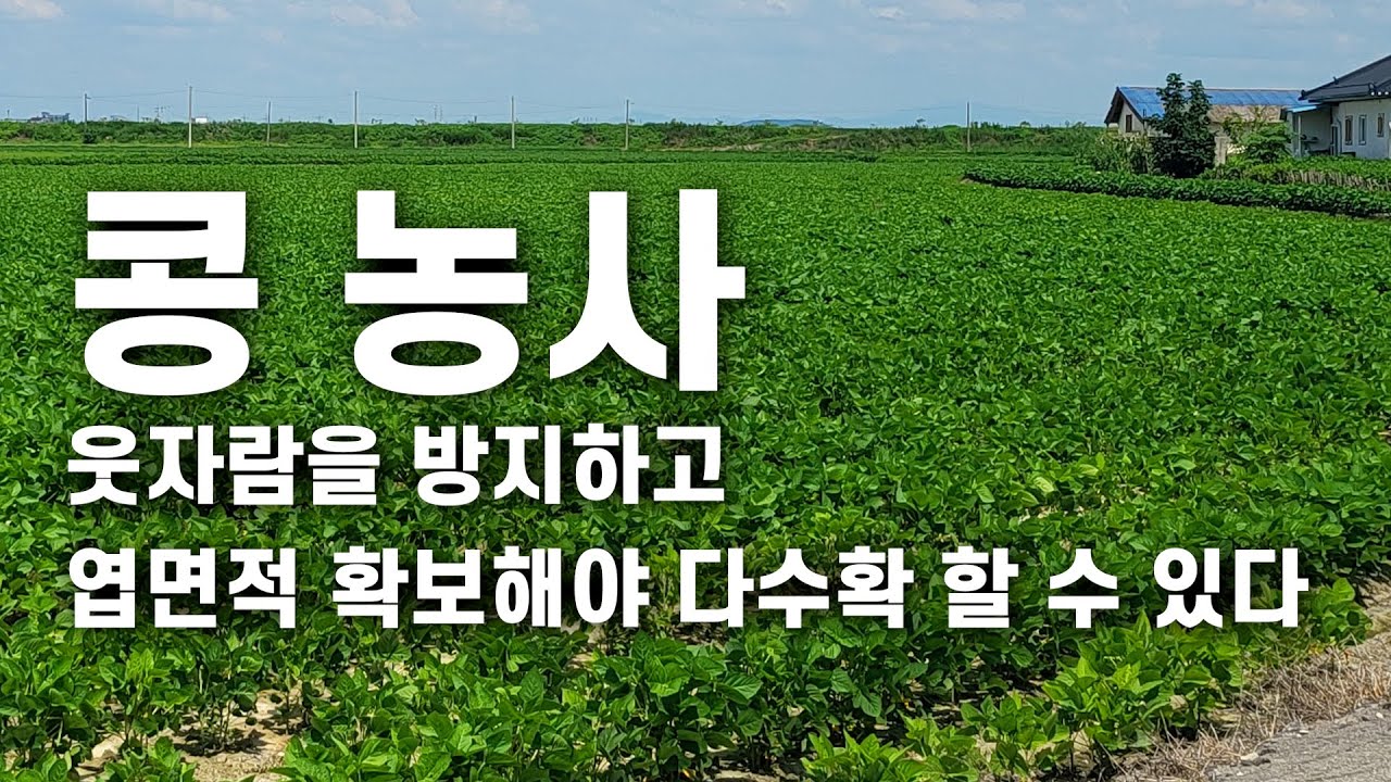 콩 농사 웃자람을 방지하고 엽면적 확보해야 다수확 할 수 있다