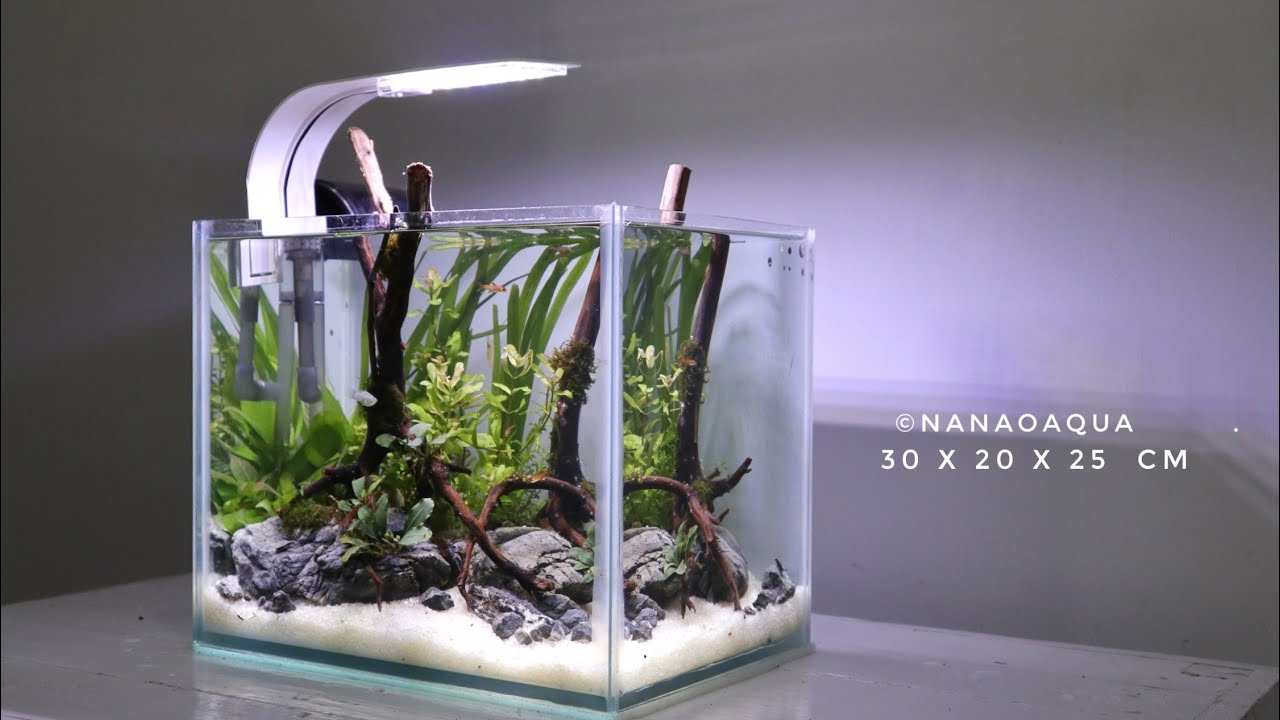 Mini Bonsai Forest in Nano Aquascape
