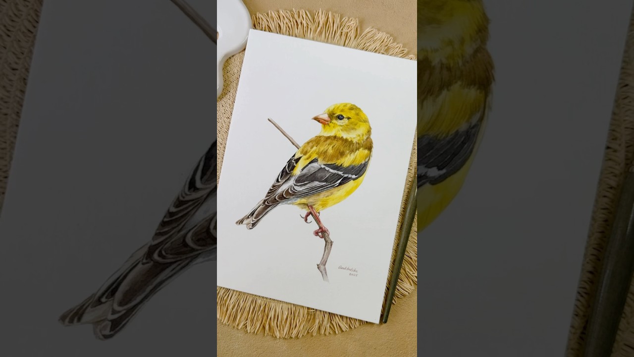 Goldfinch watercolor bird painting 🖼️ #artwork #artprocess #artist #painting #drawing #birdsart