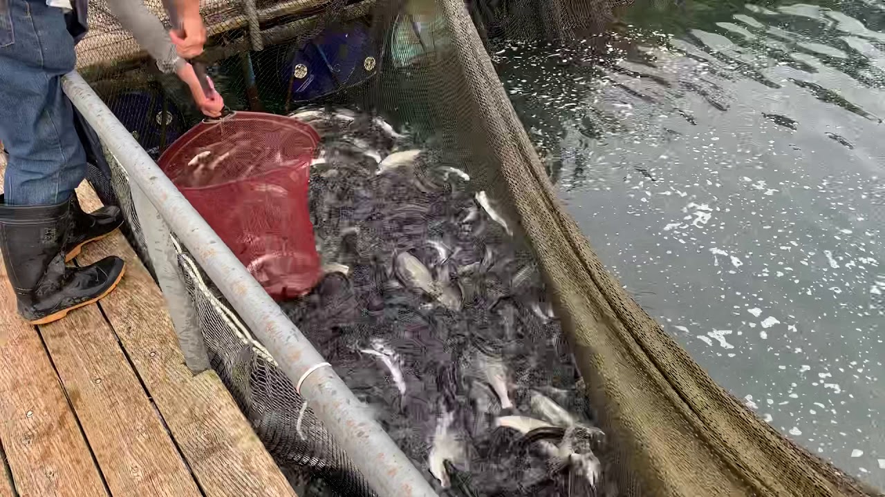 [日月潭］曲腰魚養殖採收