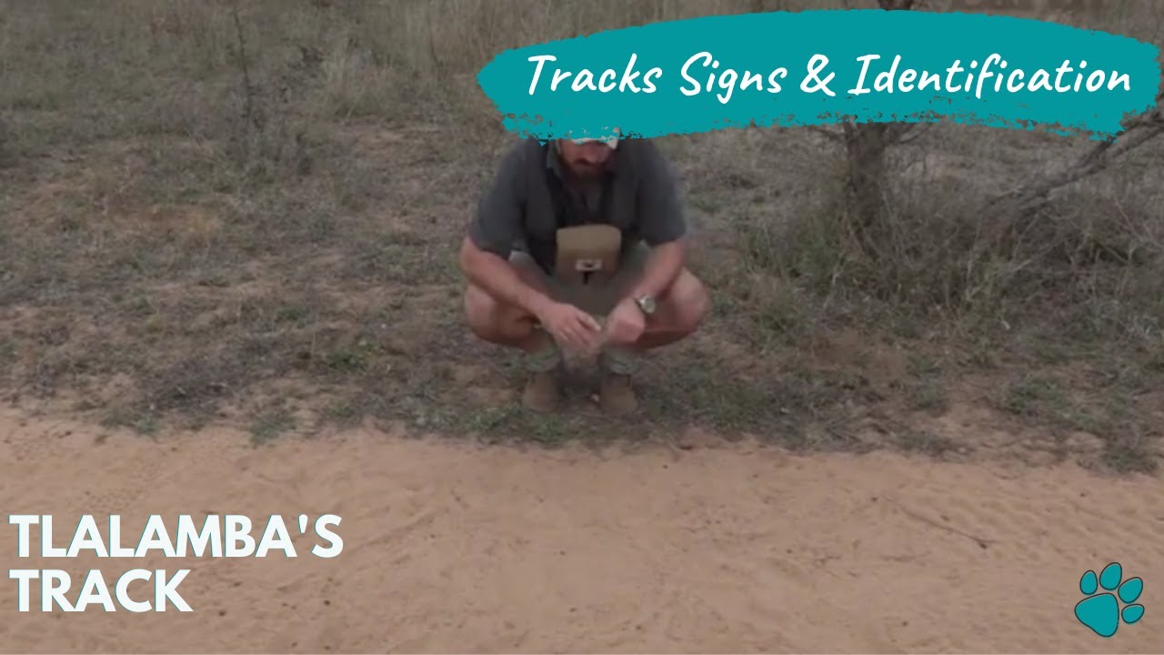 Tracks Signs & ID Tlalamba's track with Tristan 17 Sept 2020