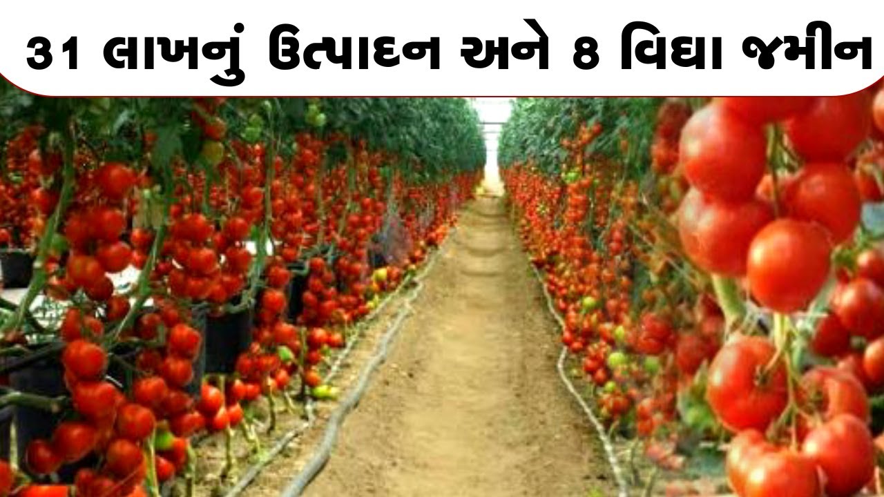 એક સફળ ખેડૂત ll સાત મહિનામાં 31 લાખની આવક ll ના કોઈ રિસ્ક ના મોટું રોકાણ ll ટામેટા ગુરુની સફળ કહાની