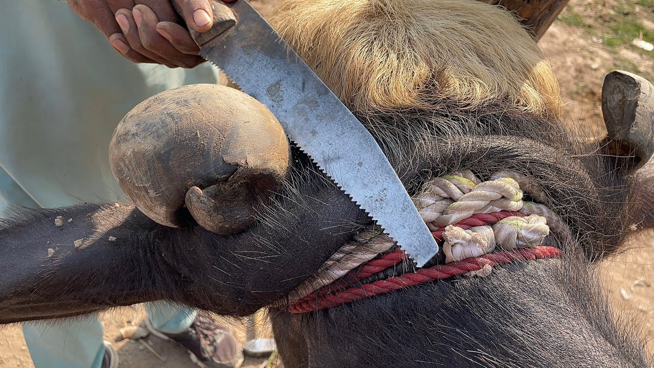 Dangerous horn trimming! This animal was in serious pain, but timely care saved its life. Never igno