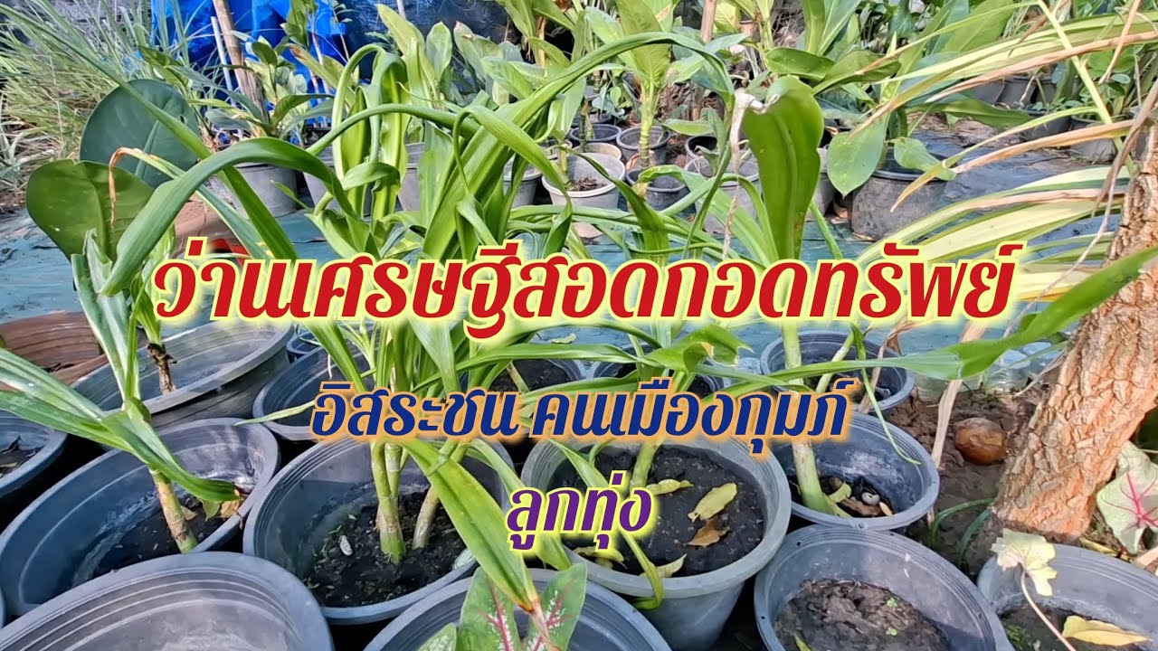 เพลง ว่านเศรษฐีสอดกอดทรัพย์ อิสระชน คนเมมืองกุมภ์ ลูกทุ่ง