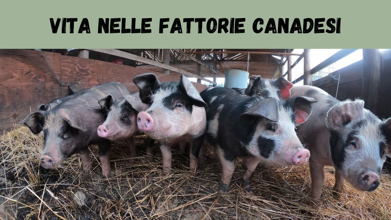 BLOCCATI DAL COVID - Vita nelle fattorie Canadesi: la nostra Tipica giornata Ep.1
