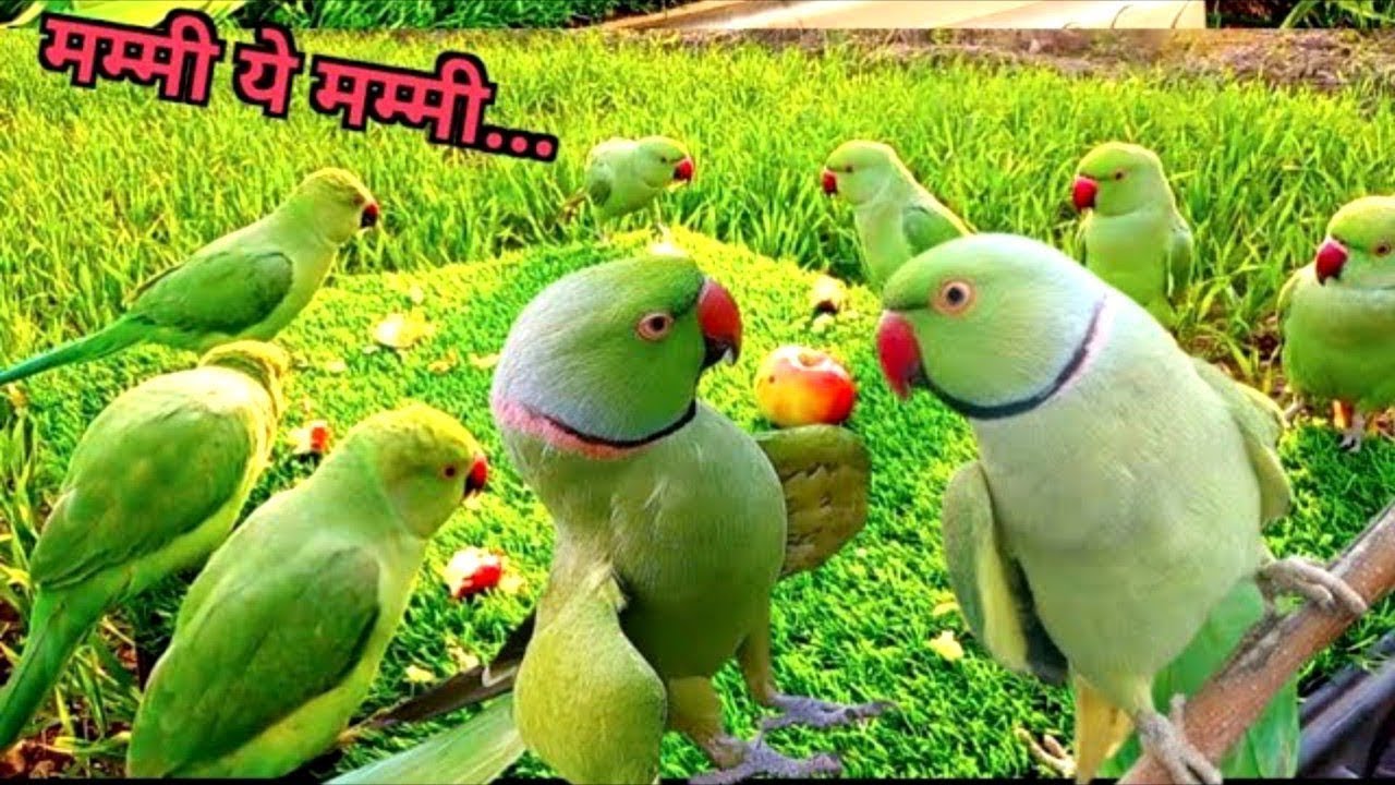 Amazing Parrot Talking Videos | मिट्ठू की आवाज़ | तोते की आवाज़ | Tanishu Singh Miniature 