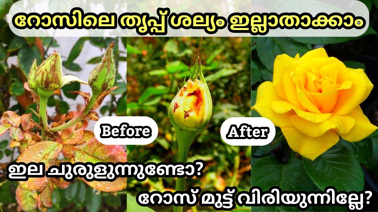 റോസ് ചെടിയിലെ തൃപ്പ് ശല്യം പൂർണ്ണമായും ഇല്ലാതാക്കാം /How to Identify & Control Thrips Attack in Rose
