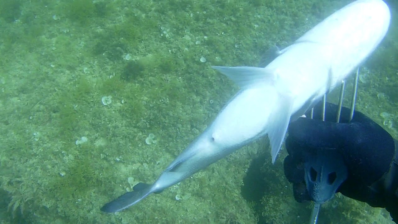 Spearfishing : giornata d'oro, Orate in tana con Salvimar Intruder, pescasub