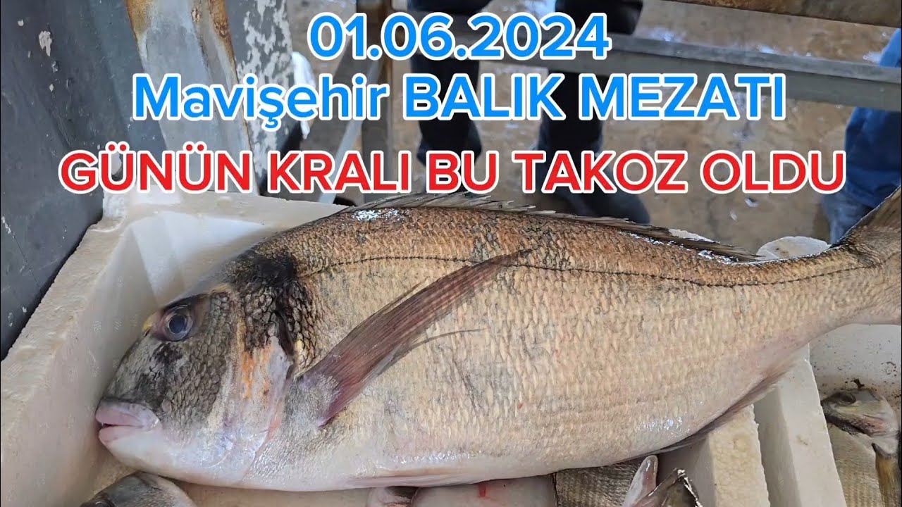 01.06.2024 MAVİŞEHİR BALIK MEZATINDA GÜNÜN KRALI BU TAKOZ ÇUPRA İDİ.