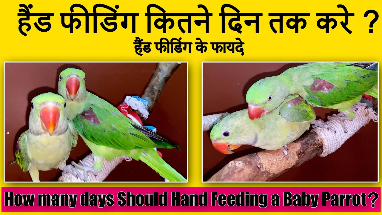 हैंड फीडिंग कितने दिन तक करे ? How many days Should Hand Feeding a Baby Parrot ?