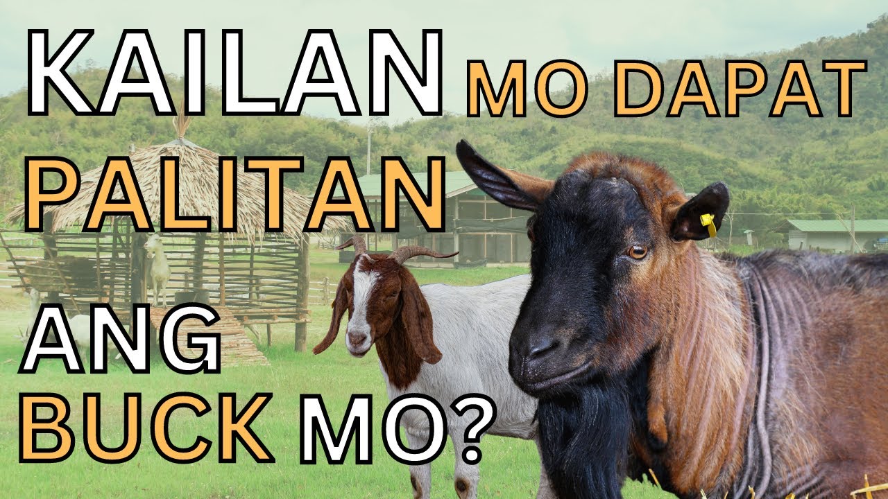 Kailan mo DAPAT PALITAN ang Buck mo?