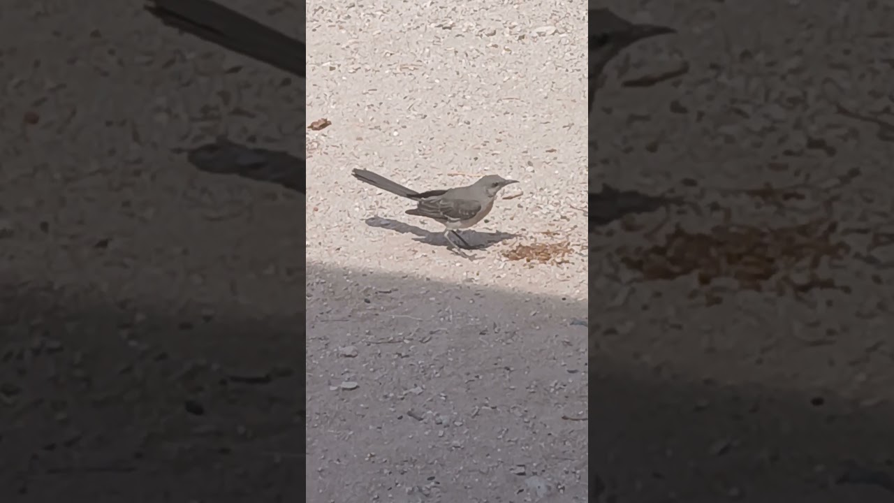 Northern Mockingbirds