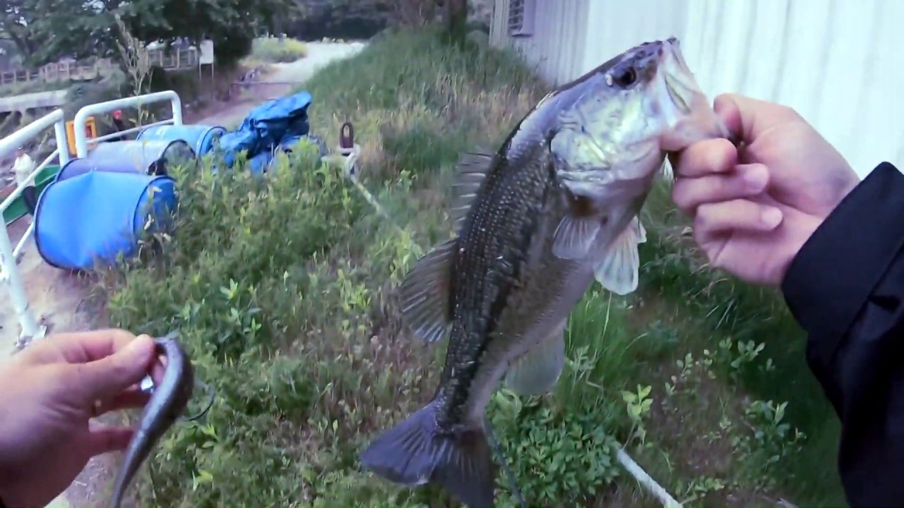 커버킹 8번째 이야기 장성호 1 부/korea bass fishing cover king episode 8