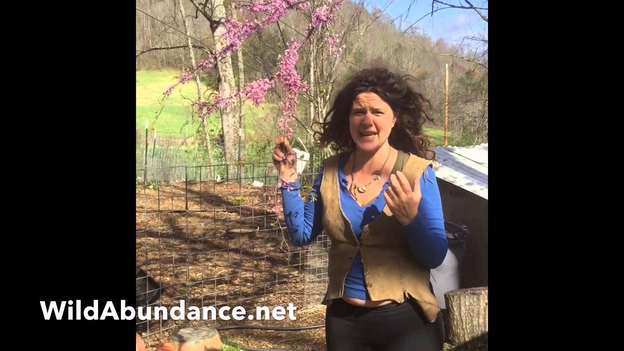 Tree Identification | Redbud | Wild Abundance