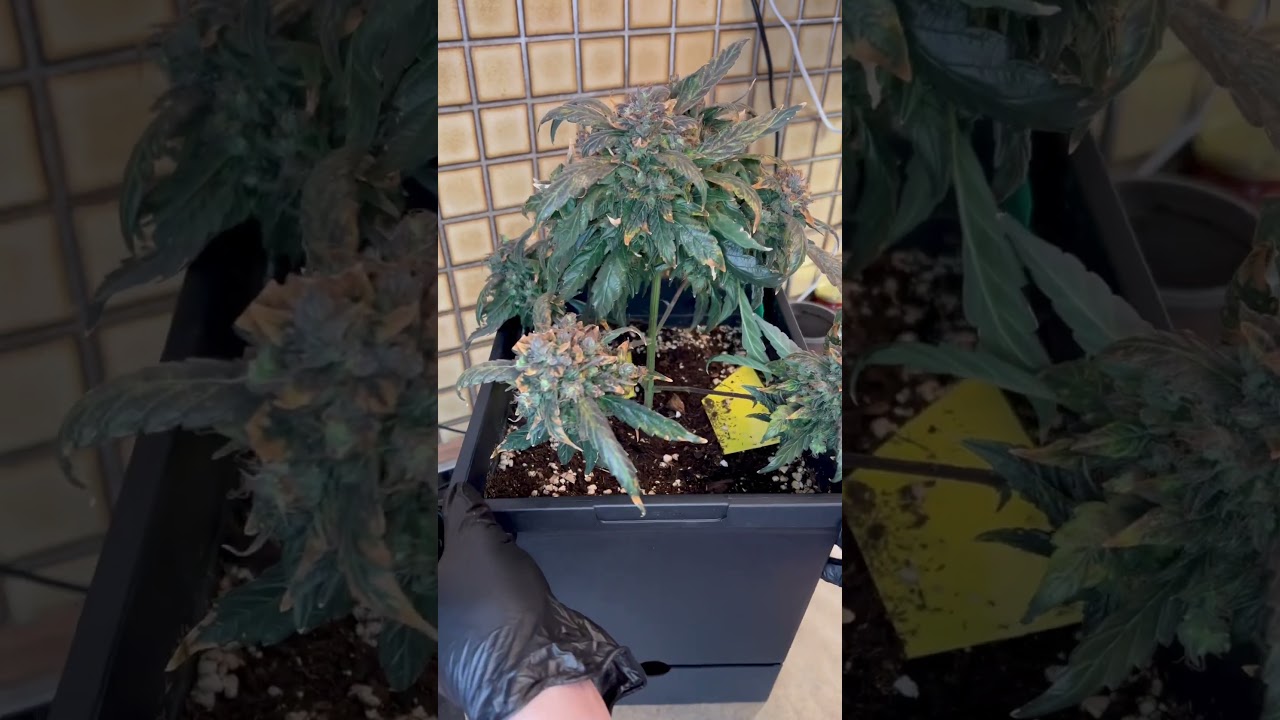 Og Kush 12 Wochen alt #instaweed #smokeweed #weedlife #weedmemes #weeds #weedmaps #weedgram