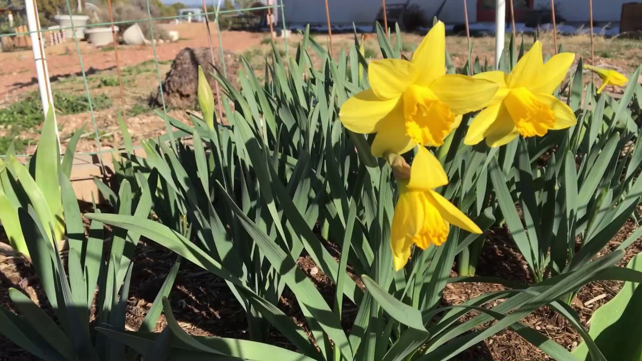 The Good, Bad and Ugly Of Gardening At BrainStorm Acres Off Grid Homestead