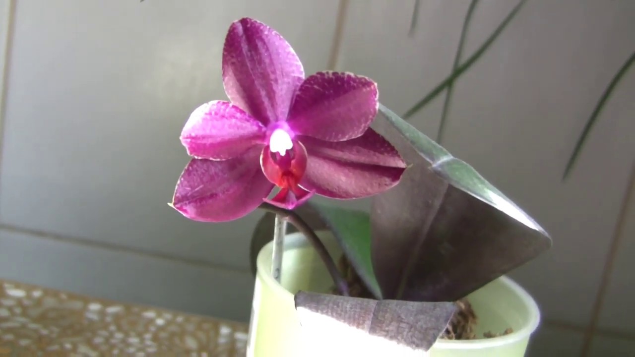 Долгожданное домашнее цветение Phal. Salu's Fragrancy