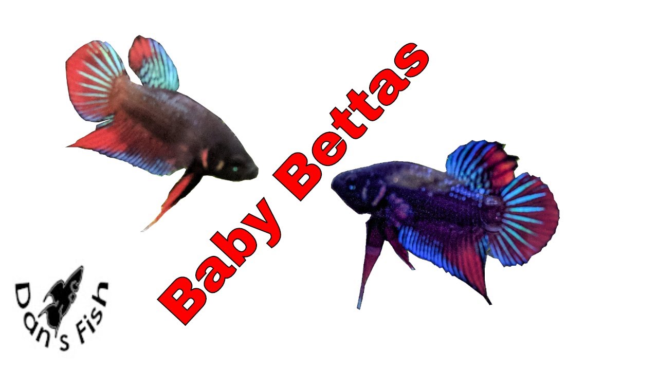Betta Imbellis | Разведение и выращивание миролюбивой петушки | Описание вида
