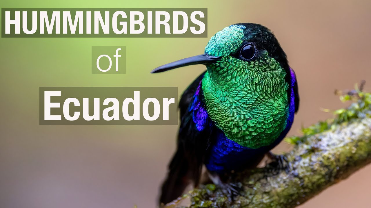 Ecuador • Hummingbirds : 4K Relaxation Film • Photography • Nature 4k Video