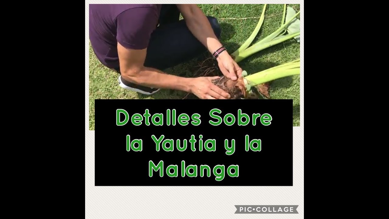 Cómo Sembrar Malangas y Yautias