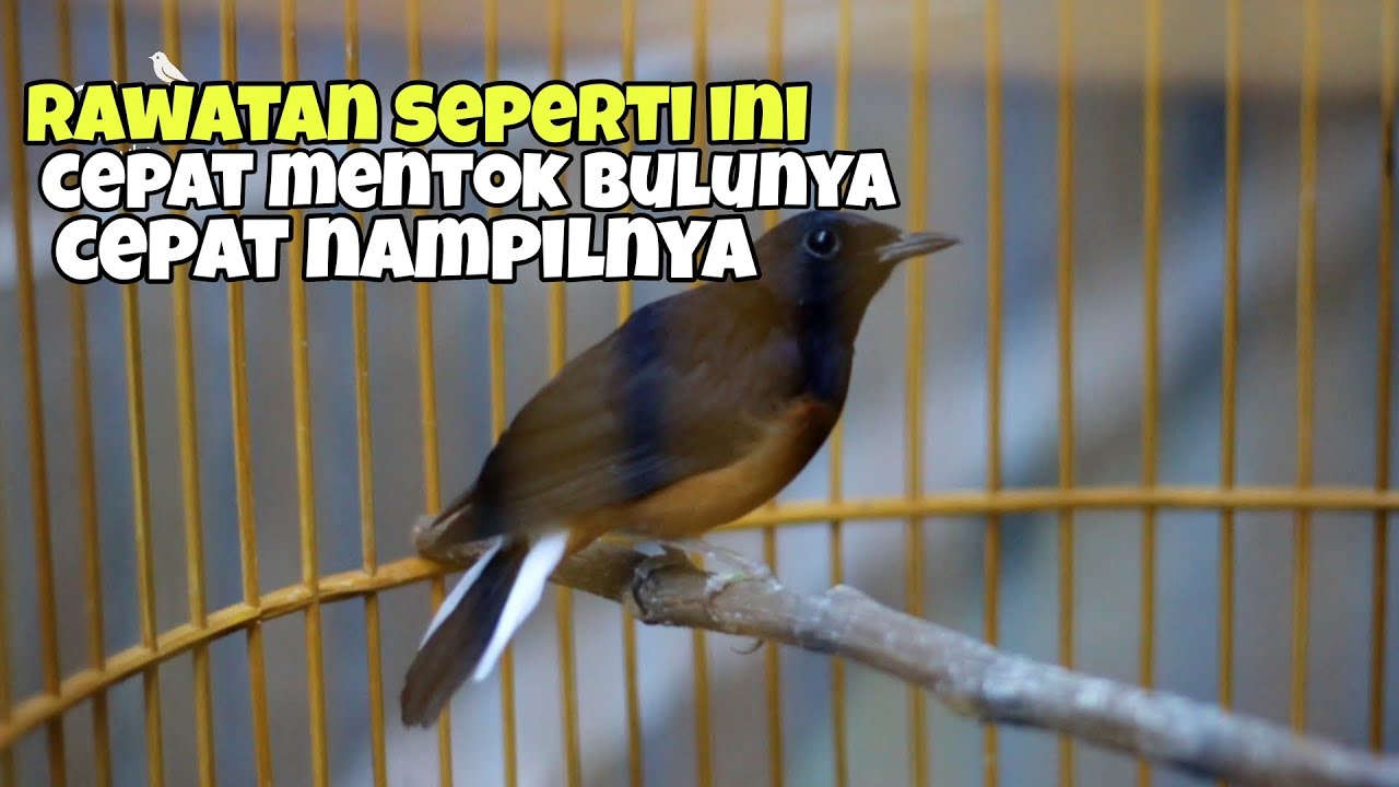 Rawatan murai batu dorong ekor agar cepat top performa dan hasilnya lebih maksimal