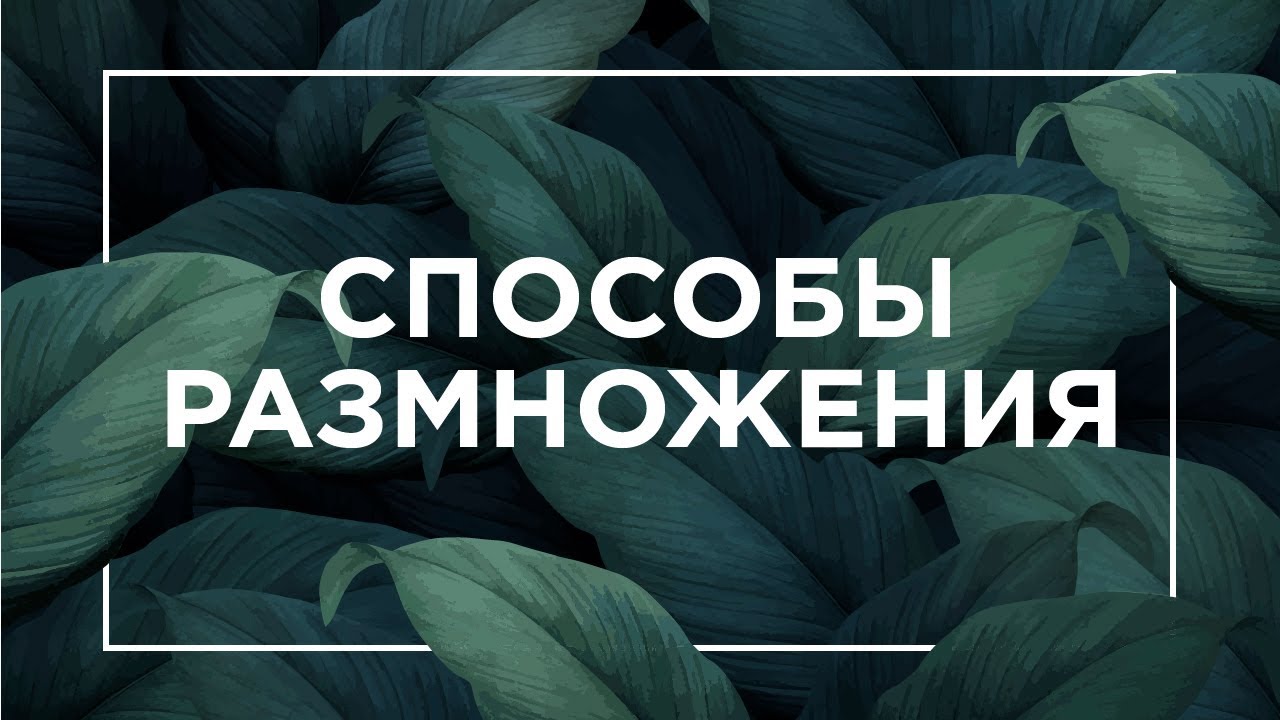 Способы размножения | ЕГЭ Биология | Даниил Дарвин