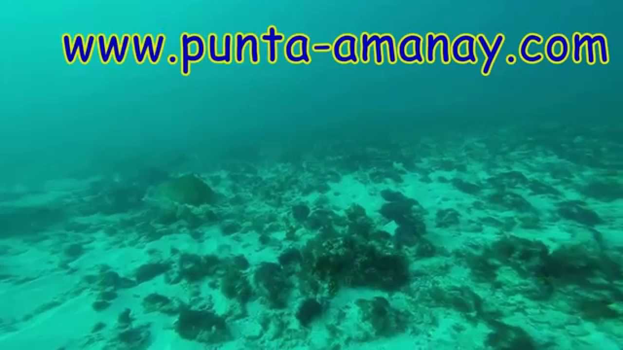 Turtle & Angel shark......buceo # diving # Fuerteventura # canary island # Punta Amanay