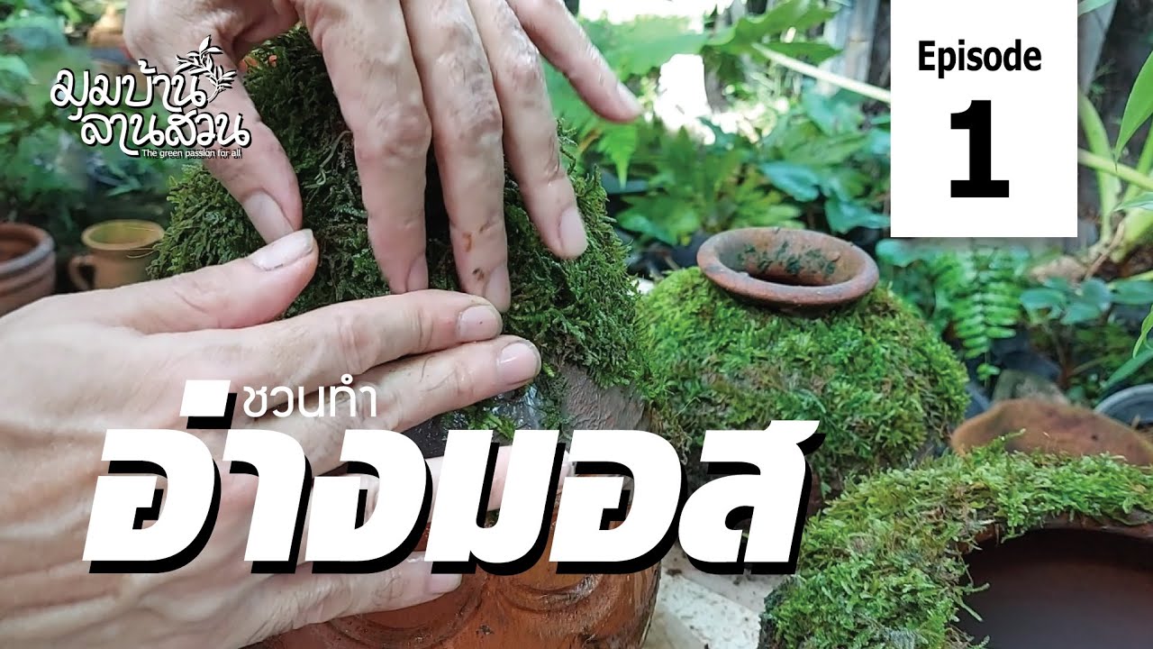 อ่างมอส How to grow moss on terracotta pot