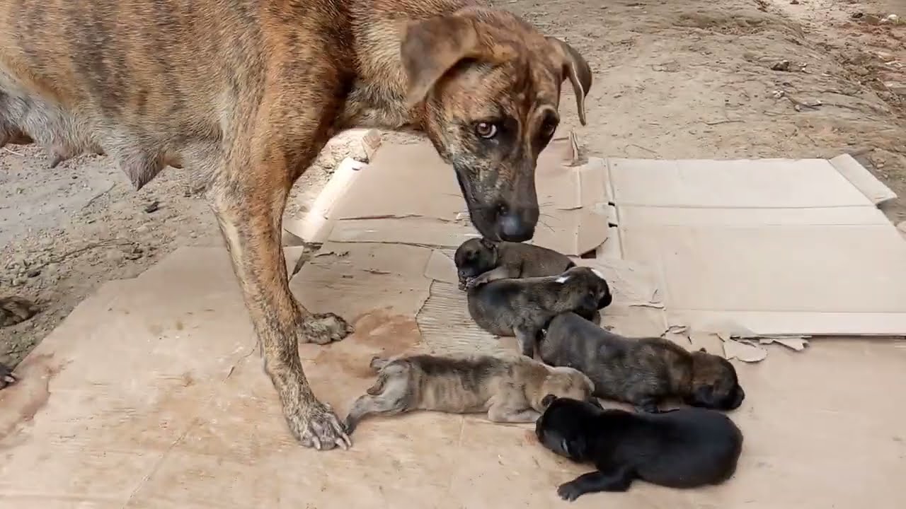 Mother dog bite her new born puppies baby to breath feeding|Lovey and cute little dogs