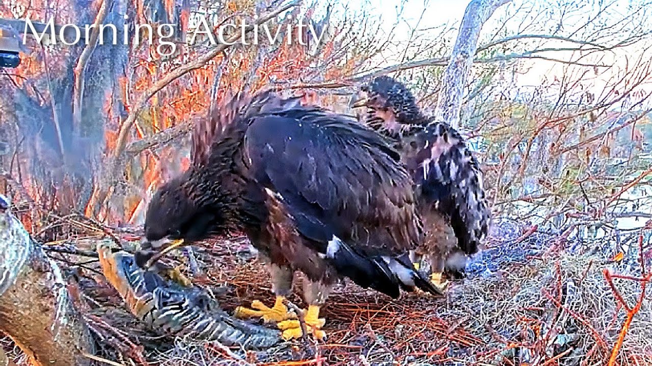 #353🦅Brutus🐥52° & Peanut🐥47°／Winter Park Eagle Nest 2026／Against All Odds:One-Eyed Mom／Wink💗Atlas